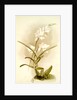Laelia autumnalis alba by F. Sander