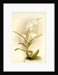 Laelia autumnalis alba by F. Sander