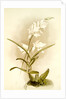 Laelia autumnalis alba by F. Sander