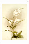 Laelia autumnalis alba by F. Sander