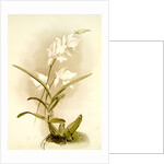 Laelia autumnalis alba by F. Sander