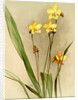 Spathoglottis kimballiana by F. Sander