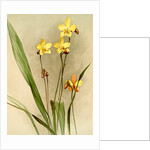 Spathoglottis kimballiana by F. Sander