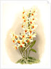 Dendrobium aureum by F. Sander