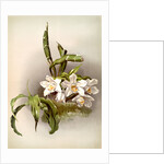 Chysis bractescens by F. Sander