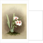 Miltonia (hybrida) bleuana by F. Sander