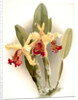 Cattleya dowiana var chrysotoxa by F. Sander