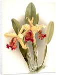 Cattleya dowiana var chrysotoxa by F. Sander