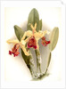 Cattleya dowiana var chrysotoxa by F. Sander