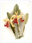 Cattleya dowiana var chrysotoxa by F. Sander