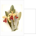 Cattleya dowiana var chrysotoxa by F. Sander