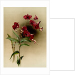 Dendrobium phalaenopsis var statterianum by F. Sander