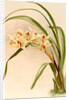 Cymbidium (hybridum) winnianum by F. Sander