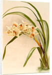 Cymbidium (hybridum) winnianum by F. Sander