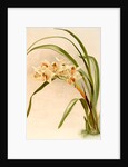 Cymbidium (hybridum) winnianum by F. Sander