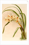 Cymbidium (hybridum) winnianum by F. Sander
