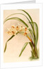 Cymbidium (hybridum) winnianum by F. Sander
