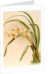 Cymbidium (hybridum) winnianum by F. Sander