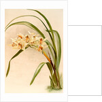 Cymbidium (hybridum) winnianum by F. Sander