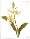 Phaius blumei var assamicus by F. Sander