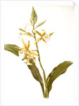 Phaius blumei var assamicus by F. Sander