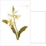 Phaius blumei var assamicus by F. Sander