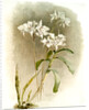 Dendrobium Johnsoniae by F. Sander