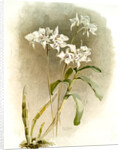 Dendrobium Johnsoniae by F. Sander