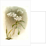 Dendrobium Johnsoniae by F. Sander