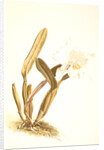 Cattleya lueddemanniana alba by F. Sander