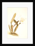 Cattleya lueddemanniana alba by F. Sander