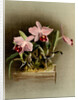 Laelia praestans by F. Sander