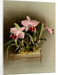 Laelia praestans by F. Sander