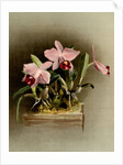 Laelia praestans by F. Sander