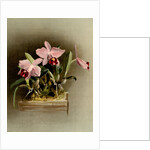 Laelia praestans by F. Sander