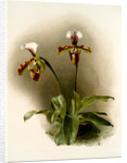 Cypripedium lathamianum inversum by F. Sander