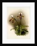 Cypripedium lathamianum inversum by F. Sander