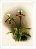 Cypripedium lathamianum inversum by F. Sander