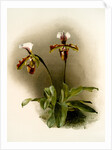 Cypripedium lathamianum inversum by F. Sander