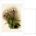 Cypripedium lathamianum inversum by F. Sander