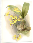 Oncidium ampliatum majus by F. Sander