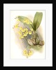 Oncidium ampliatum majus by F. Sander