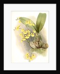 Oncidium ampliatum majus by F. Sander