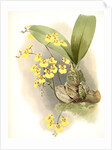 Oncidium ampliatum majus by F. Sander