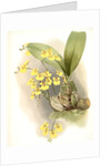 Oncidium ampliatum majus by F. Sander