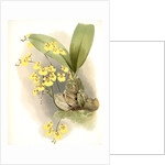 Oncidium ampliatum majus by F. Sander