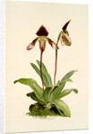 Cypripedium (hybridum) castleanum by F. Sander