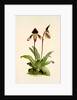 Cypripedium (hybridum) castleanum by F. Sander