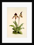 Cypripedium (hybridum) castleanum by F. Sander