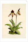 Cypripedium (hybridum) castleanum by F. Sander